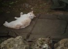 Meme le chat se prend pour une carpe sur mon tapis de reception CA DELIRE GRAVE