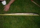 anguille de 82 cm prise avec une bouillette a l'écrevisse